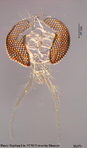  ( - XL373)  @11 [ ] CreativeCommons - Attribution Non-Commercial Share-Alike (2015) NTNU University Museum, Department of Natural History NTNU University Museum, Department of Natural History