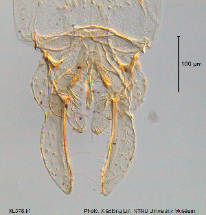  ( - XL378)  @11 [ ] CreativeCommons - Attribution Non-Commercial Share-Alike (2015) NTNU University Museum, Department of Natural History NTNU University Museum, Department of Natural History