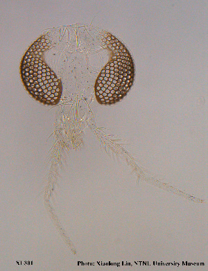  ( - XL381)  @12 [ ] CreativeCommons - Attribution Non-Commercial Share-Alike (2015) NTNU University Museum, Department of Natural History NTNU University Museum, Department of Natural History