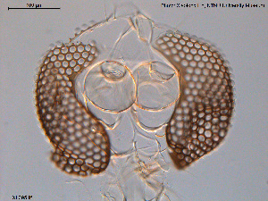  ( - XL395)  @11 [ ] CreativeCommons - Attribution Non-Commercial Share-Alike (2016) NTNU University Museum, Department of Natural History NTNU University Museum, Department of Natural History