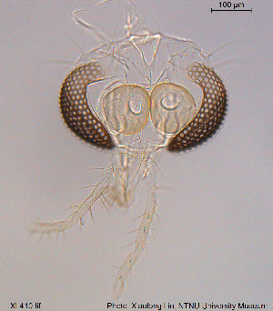  (Tanytarsus angulatus - XL410)  @11 [ ] CreativeCommons - Attribution Non-Commercial Share-Alike (2015) NTNU University Museum, Department of Natural History NTNU University Museum, Department of Natural History