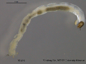  ( - XL438)  @11 [ ] CreativeCommons - Attribution Non-Commercial Share-Alike (2015) NTNU University Museum, Department of Natural History NTNU University Museum, Department of Natural History