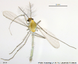  (Tanytarsus curticornis - XL99)  @13 [ ] CreativeCommons - Attribution Non-Commercial Share-Alike (2014) NTNU University Museum, Department of Natural History NTNU University Museum, Department of Natural History