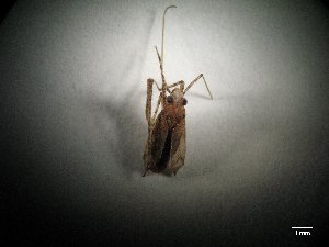 (Phytocoris bergi - CNP-CEI-0239)  @11 [ ] No Rights Reserved (2016) Maria Mazur UNSE (Universidad Nacional de Santiago del Estero)