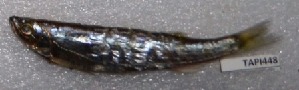  ( - TPPRK 448)  @11 [ ] Copyright (2017) PHCDBS PAUL HEBERT CENTRE FOR DNA BARCODING AND BIODIVERSITY STUDIES