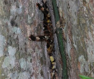  ( - BM-1036WK-E06)  @11 [ ] Copyright (2016) Jan Pilipp Samadi Max Planck Institute for Evolutionary Biology