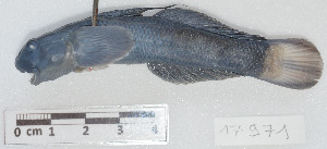  ( - 17971)  @11 [ ] Copyright (2022) Unspecified Museum National d'Histoire Naturelle, Paris