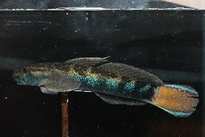  ( - RTWF_032)  @11 [ ] CreativeCommons - Attribution Non-Commercial Share-Alike (2024) Nicolas Charpin Museum national d'Histoire naturelle