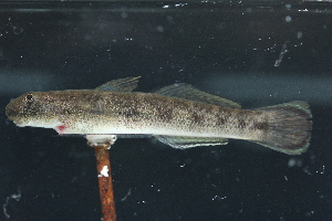  ( - RTWF_057)  @11 [ ] CreativeCommons - Attribution Non-Commercial Share-Alike (2024) Nicolas Charpin Museum national d'Histoire naturelle