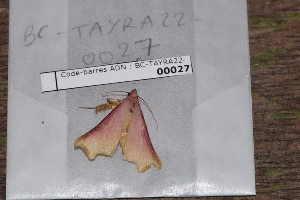  ( - BC-TAYRA22-00027)  @11 [ ] cc-by (2022) Matthias Colin Museum national d'Histoire naturelle, Paris