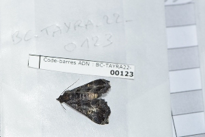  ( - BC-TAYRA22-00123)  @11 [ ] cc-by (2022) Matthias Colin Museum national d'Histoire naturelle, Paris