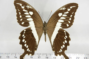  (Papilio constantinus - BC-TB6888)  @14 [ ] Copyright (2010) Thierry Bouyer Research Collection of Thierry Bouyer