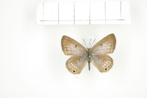  ( - BC-TB7563)  @13 [ ] Copyright (2010) Thierry Bouyer Research Collection of Philippe Leonard