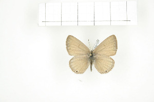  ( - BC-TB7564)  @13 [ ] Copyright (2010) Thierry Bouyer Research Collection of Philippe Leonard