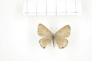  ( - BC-TB7565)  @13 [ ] Copyright (2010) Thierry Bouyer Research Collection of Philippe Leonard