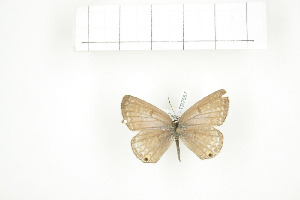  (Lepidochrysops cinerea - BC-TB7567)  @13 [ ] Copyright (2010) Thierry Bouyer Research Collection of Philippe Leonard