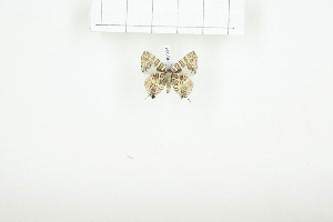  ( - BC-TB7834)  @12 [ ] Copyright (2010) Thierry Bouyer Research Collection of Alain Drumont