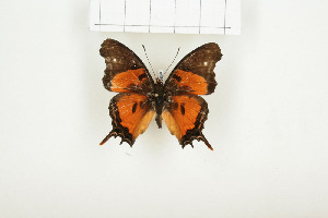 ( - BC-TB7850)  @12 [ ] Copyright (2010) Thierry Bouyer Research Collection of Alain Drumont