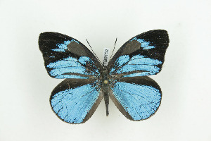 (Aethiopana - BC-TB9152)  @14 [ ] Copyright (2012) Thierry Bouyer Research Collection of Thierry Bouyer
