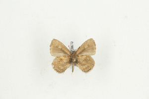  ( - BC-TB9272)  @13 [ ] Copyright (2012) Thierry Bouyer Research Collection of Thierry Bouyer
