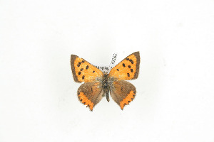  (Lycaena phlaeas - BC-TB9293)  @12 [ ] Copyright (2012) Thierry Bouyer Research Collection of Thierry Bouyer