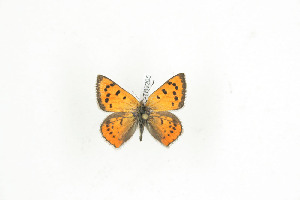  (Lycaena phlaeas abbotti - BC-TB9295)  @12 [ ] Copyright (2012) Thierry Bouyer Research Collection of Thierry Bouyer