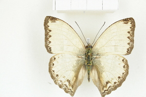  ( - BC-TB8111)  @12 [ ] Copyright (2011) Thierry Bouyer Research Collection of Thierry Bouyer
