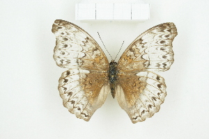  ( - BC-TB8125)  @12 [ ] Copyright (2011) Thierry Bouyer Research Collection of Thierry Bouyer