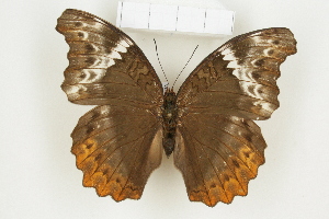  (Cymothoe haynae - BC-TB8131)  @14 [ ] Copyright (2011) Thierry Bouyer Research Collection of Thierry Bouyer