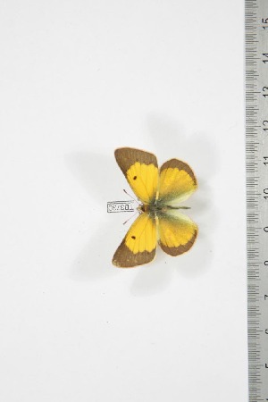  (Colias manengoubensis - BC-TB3730)  @13 [ ] Copyright (2010) Thierry Bouyer Research Collection of Thierry Bouyer