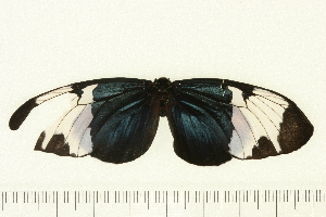  ( - Wings 09092)  @14 [ ] CreativeCommons - Attribution (2009) CBG Photography Group Centre for Biodiversity Genomics