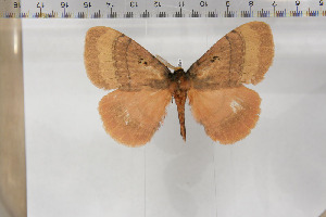  (Hoplojana rhodoptera - BC-TB5901)  @14 [ ] Copyright (2010) Thierry Bouyer Unspecified