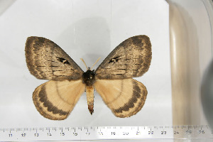  ( - BC-TB6718)  @13 [ ] Copyright (2010) Thierry Bouyer Research Collection of Thierry Bouyer