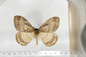  ( - BC-TB6719)  @13 [ ] Copyright (2010) Thierry Bouyer Research Collection of Thierry Bouyer