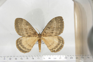  ( - BC-TB6722)  @13 [ ] Copyright (2010) Thierry Bouyer Research Collection of Thierry Bouyer