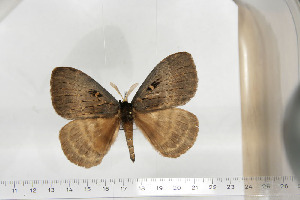  ( - BC-TB6723)  @12 [ ] Copyright (2010) Thierry Bouyer Research Collection of Thierry Bouyer