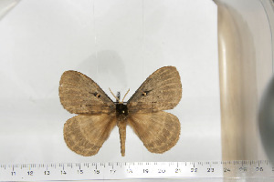  ( - BC-TB6724)  @13 [ ] Copyright (2010) Thierry Bouyer Research Collection of Thierry Bouyer