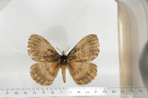  ( - BC-TB6726)  @14 [ ] Copyright (2010) Thierry Bouyer Research Collection of Thierry Bouyer