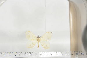  ( - BC-TB6739)  @12 [ ] Copyright (2010) Thierry Bouyer Research Collection of Thierry Bouyer