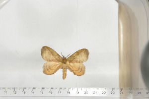  ( - BC-TB6748)  @12 [ ] Copyright (2010) Thierry Bouyer Research Collection of Thierry Bouyer