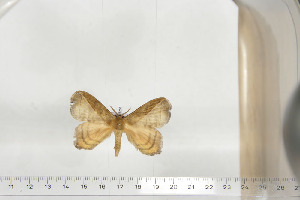  ( - BC-TB6750)  @12 [ ] Copyright (2010) Thierry Bouyer Research Collection of Thierry Bouyer