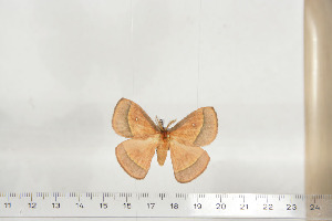  ( - BC-TB6838)  @12 [ ] Copyright (2010) Thierry Bouyer Research Collection of Thierry Bouyer