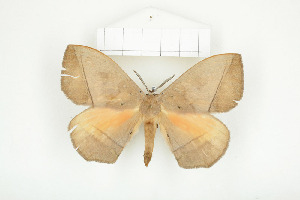  ( - BC-TB8086)  @14 [ ] Copyright (2010) Thierry Bouyer Research Collection of Phillipe Leonard