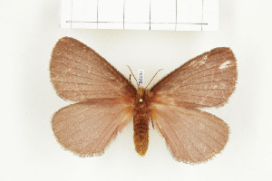  ( - BC-TB8087)  @12 [ ] Copyright (2010) Thierry Bouyer Research Collection of Phillipe Leonard
