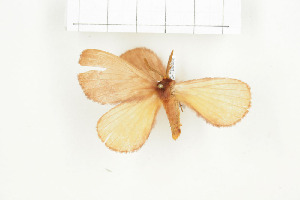  ( - BC-TB8088)  @12 [ ] Copyright (2010) Thierry Bouyer Research Collection of Phillipe Leonard