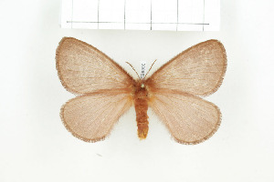  ( - BC-TB8090)  @11 [ ] Copyright (2010) Thierry Bouyer Research Collection of Phillipe Leonard