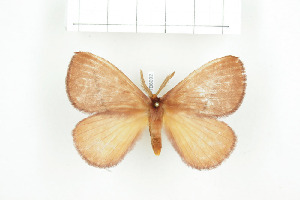  ( - BC-TB8092)  @12 [ ] Copyright (2010) Thierry Bouyer Research Collection of Phillipe Leonard