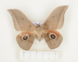  ( - CTBB-1086)  @13 [ ] Copyright (2013) Thierry Bouyer Research Collection of Thierry Bouyer