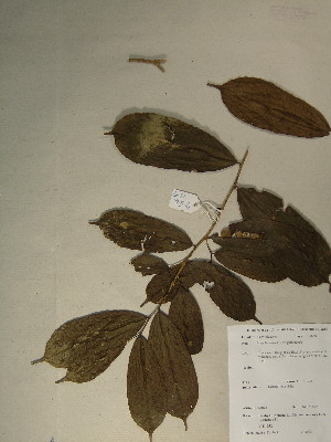  (Napoleonaea sp1 aff gabonensis - GiD0209)  @11 [ ] No Rights Reserved  Unspecified Unspecified