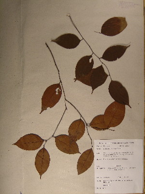  (Diospyros melocarpa - GiD0173)  @11 [ ] No Rights Reserved  Unspecified Unspecified